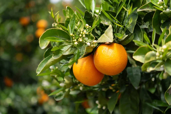 Φυτεία Πορτοκαλιών Εσπεριδοειδών Στην Πελοπόννησο Νέα Συγκομιδή Γλυκών Ζουμερών Πορτοκαλιών — Φωτογραφία Αρχείου