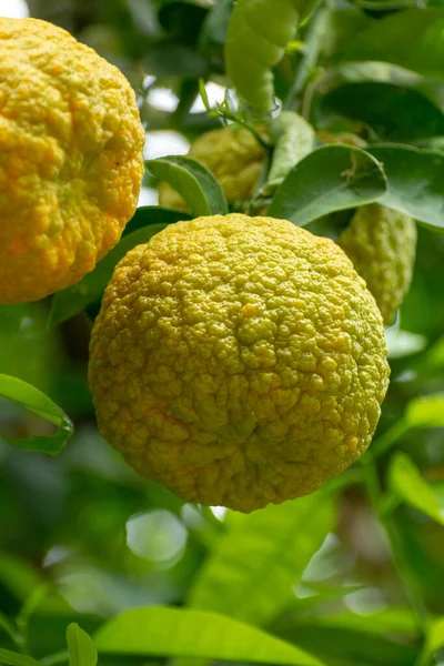 Cítricos Bergamota Amarga Naranja Rasgándote Cerca — Foto de Stock