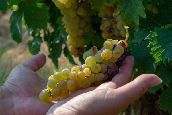 Vins Blancs Mûrs Sur Vignoble France Raisins Musqués Mûrs Blancs — Photo