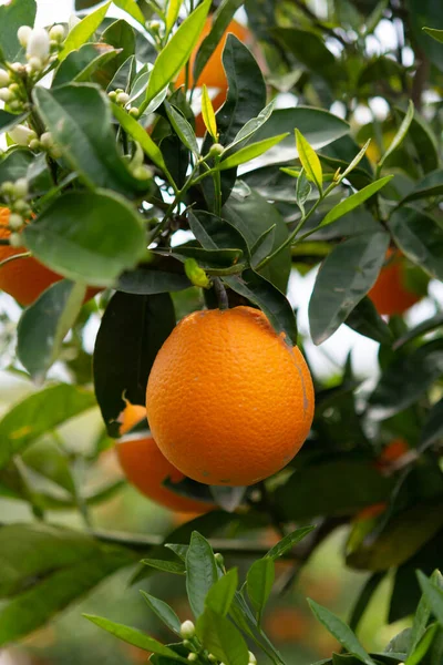 Skördetid Apelsinträdsträdgård Grekland Mogen Gul Navel Apelsiner Citrusfrukter Hängande Träd — Stockfoto