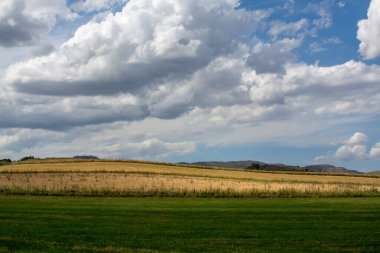 Çayırlarla, çayırlarla ve buğday tarlalarıyla manzara Sicilya, Güney İtalya 'da tarım