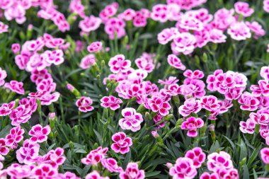 Tatlı William Cüce, Dianthus Barbatus Bahar Çiçeği Bahçesi, Çiçek arka planı