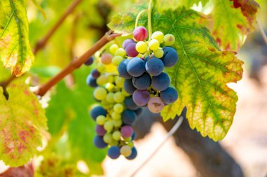 French red and rose wine grapes plant, growing on ochre mineral soil, new harvest of wine grape in France, Vaucluse Luberon AOP domain or chateau vineyard close up clipart