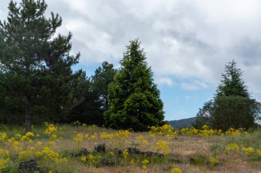 İtalya 'nın Sicilya adasının doğu kıyısında Aktif Stratovolcano Dağı' ndan Flora