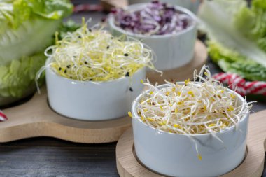 Çiğ taze organik filizler pırasa, yonca, kırmızı kırmızımsı ve kaselerde havuç, yeşil marul salatası, vitamin yiyeceği.