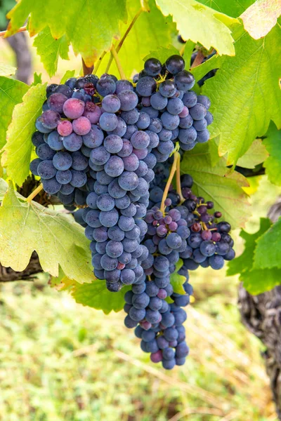 Fábrica Uvas Vinho Tinto Rosa Francês Primeira Nova Colheita Uvas — Fotografia de Stock