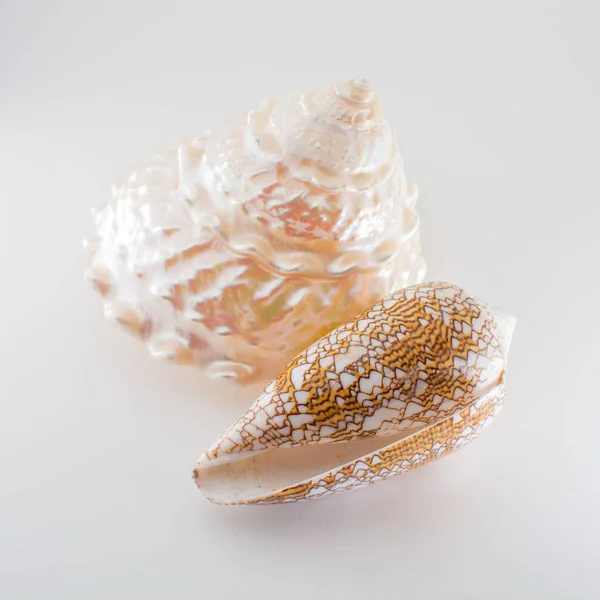 Beautiful Tropical Sea Shells White Pearly Trochus Tectus Niloticus Cymbiola — Stock Photo, Image