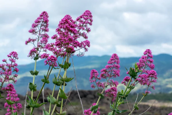 Etna Yanardağı 'ndan Flora, pembe Centranthus ruber Valerian veya kırmızı kediotu mevsimsel çiçeği, süs çiçekleri olan popüler bahçe bitkisi.