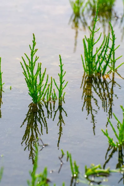 Salicornia Edible Plants Growing Salt Marshes Beaches Mangroves Named Also — ストック写真