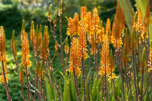 Barevný Květ Léčivé Šťavnaté Rostliny Aloe Vera — Stock fotografie