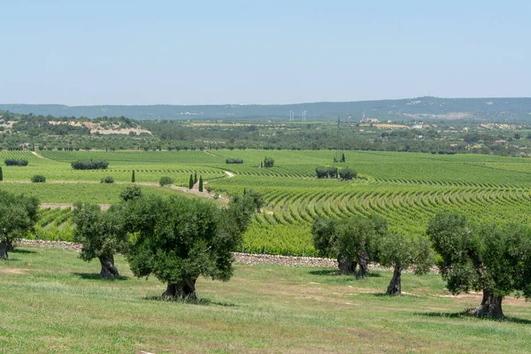 Viñedos Olivos Muy Viejos Apulia Italia Famoso Centro Producción Vino — Foto de Stock