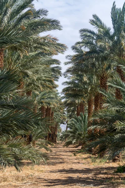 Phoenix Dactylifera Çiftliği Genellikle Arava Negev Çöllerinde Hurma Ağaçları Veya — Stok fotoğraf