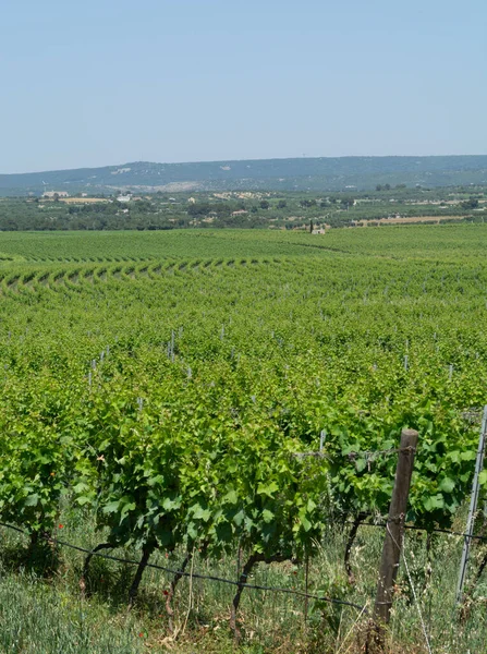 Grandi Vigneti Con Filari Uve Vino Piante Grande Regione Vinicola — Foto Stock