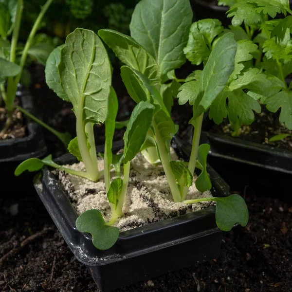 Brotes Jóvenes Pak Choi Pak Choy Plantados Suelo Jardín — Foto de Stock