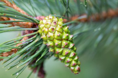 Yeşil çam ağacının genç bir dalı ve külahı yakın.