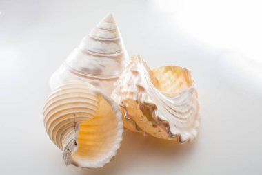 Güzel tropikal deniz kabukları beyaz inci rengi Trochus Tectus niloticus ve Tonna kabuğu izole edilmiş, kapatın.
