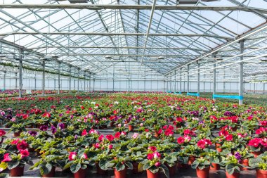 Gloxinia çiçek açan renkli bitkiler dekoratif ya da süs çiçeği olarak yetiştirilir, serada yetişir.