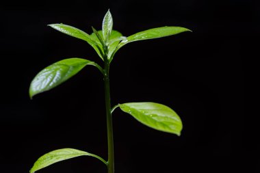 Siyah arka planda genç yeşil avokado bitkisi, yeşil gezegen eko kavramı, kopyalama alanı kapat
