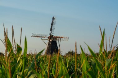 Brabant, Hollanda 'da organik mısır bitkileri ve rüzgar mısır değirmeniyle yeşil tarla