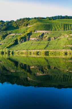 Mosel Nehri Vadisi, Almanya 'da ünlü yeşil teraslı üzüm bağları, kaliteli beyaz ve kırmızı şarap üretimi, dalgalanan