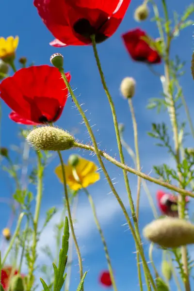 Forår Farverige Blomster Baggrund Eng Med Blomstrende Vilde Røde Valmue - Stock-foto