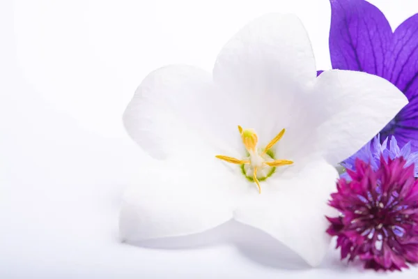 White Purple Bell Flowers Cornflowers Close Isolated White Background Copy — Stock Photo, Image