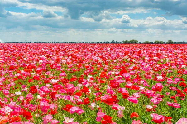 Fondo Colorido Naturaleza Campos Amapola Con Muchas Flores Amapola Blancas — Foto de Stock