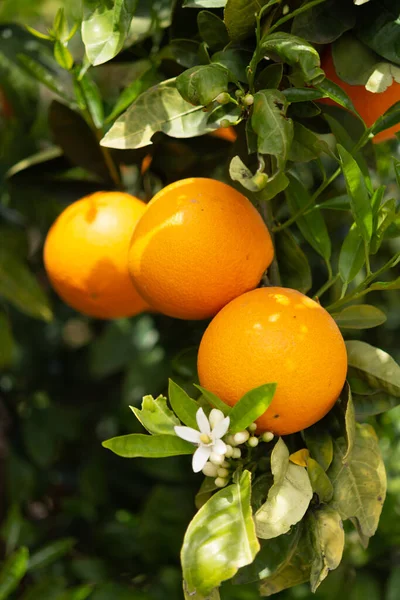 Sinaasappelcitrusvruchten Plantage Peloponnesos Griekenland Nieuwe Oogst Van Zoete Sappige Sinaasappelen — Stockfoto
