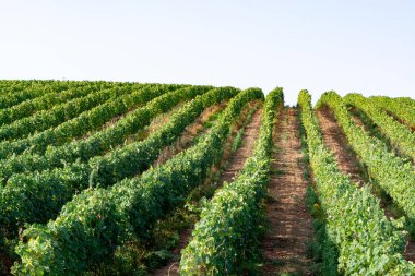 İtalya 'daki tepelerde şarap yetiştiren üzüm bağları.