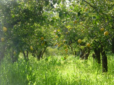 Limon ağacında olgun sarı limonlar. Yakından, İtalya 'da çiftçilik.