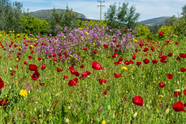 Primavera Colorato Sfondo Floreale Prato Con Fioritura Fiori Papavero Selvatico — Foto Stock