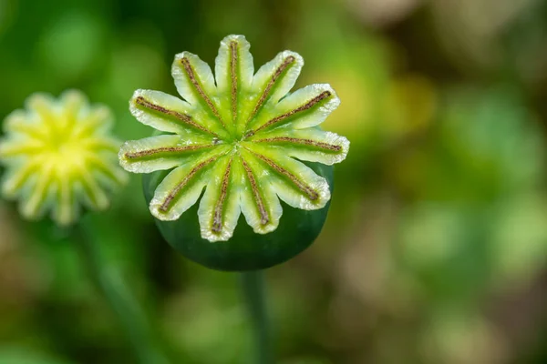 Opium Poppy Flower Seeds Capsule Close — Stock Photo, Image