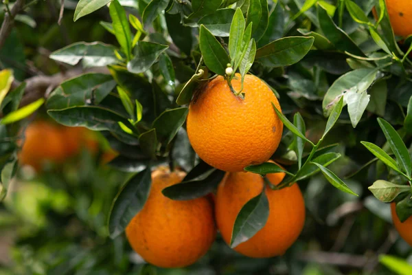 Harvest Time Orange Tree Orchard Greece Ripe Yellow Navel Oranges — Stock Photo, Image