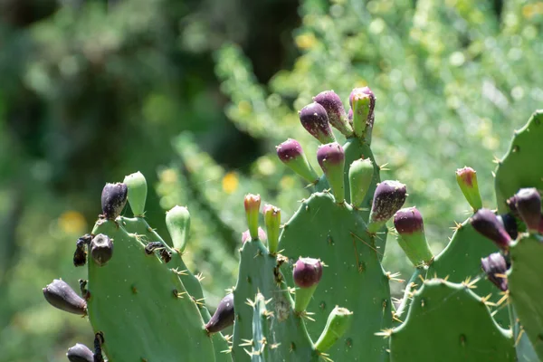 Opuntia Vagy Tüskés Körtés Kaktuszcsalád Érett Gyümölcsökkel — Stock Fotó