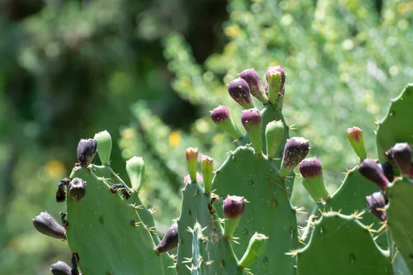 Famiglia Cactus Opuntia Fichi India Con Frutti Maturi — Foto Stock