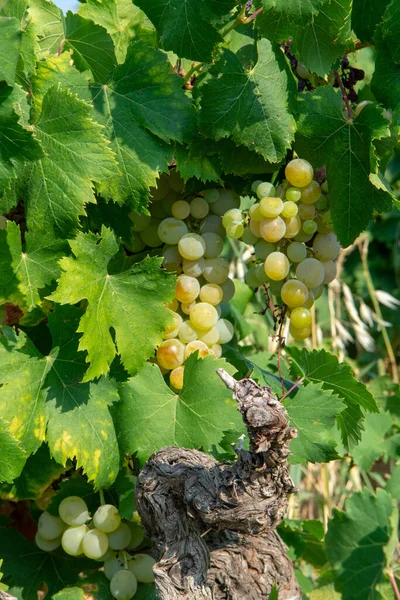 Дозрілі Білі Виноградні Рослини Винограднику Франції Достиглий Мускатний Виноград Новий — стокове фото