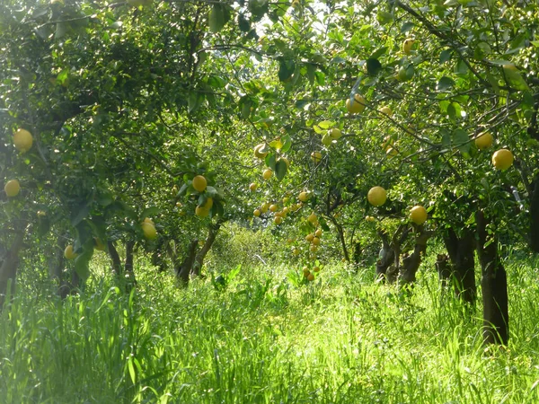 Limones Amarillos Maduros Limonero Cerca Agricultura Italia — Foto de Stock