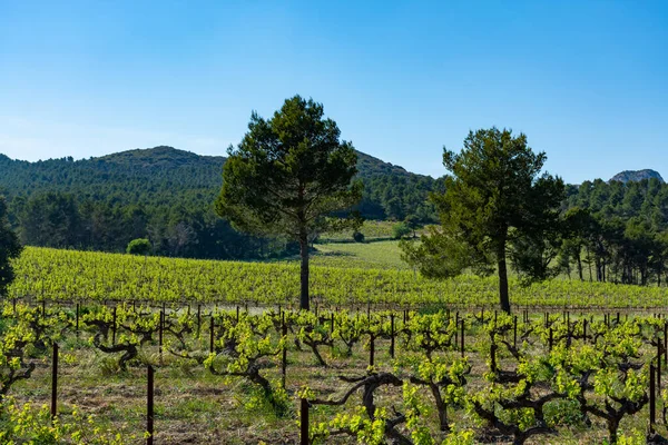 Produkce Růžového Červeného Bílého Vína Alpilles Provence Jižní Francie Pohled — Stock fotografie