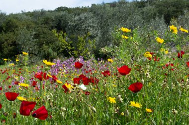 Bahar rengarenk çiçek arkaplanı, yabani ve kırmızı gelincik çiçekleri açan çayır, Nisan ayında Mora, Yunanistan