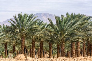 Phoenix Dactylifera çiftliği, genellikle Arava ve Negev çöllerinde hurma ağaçları veya hurma ağaçları olarak bilinir, tatlı ve lezzetli Medjool hurma meyveleri yetiştirme