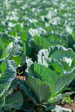 Yunan güneşinin altında, Yunanistan 'da tarımda yetişen taze taze lahana bitkileriyle dolu tarla..