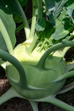 Çiftlik bahçesinde yetişen organik yeşil kohlrabi lahanası, yeni hasat, sağlıklı gıda konsepti