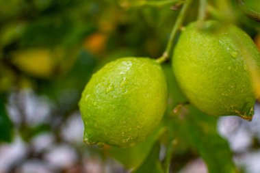 Olgunlaşmamış sarı-yeşil limonlar limon ağacında sallanan narenciye meyveleri.