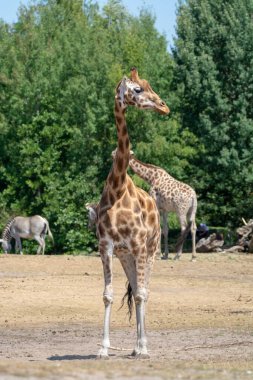 Safari parkındaki zürafa hayvanı. Yaklaş.