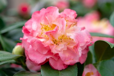 Kamelya 'nın büyük çiçekleri, çalılar ya da ağaçlar, çiçek açan bitkiler.