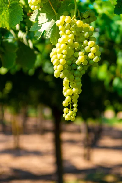 Wijngaard Met Witte Wijndruiven Lazio Italië Chardonnay Malvasia Druiven — Stockfoto