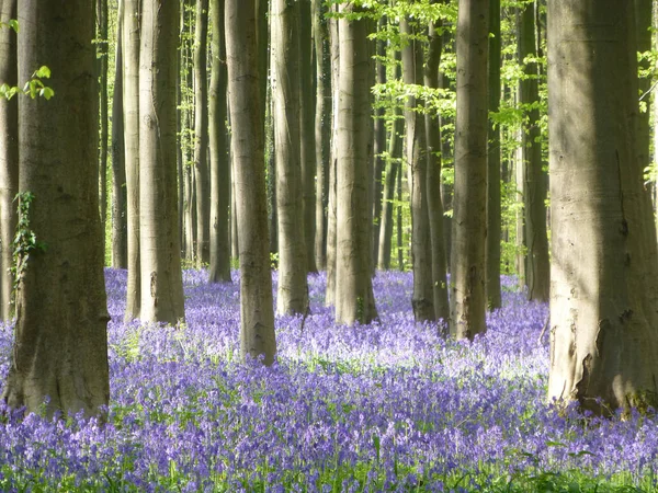 Alfombra Azul Púrpura Estacional Campanas Azules Florecientes Jacintos Salvajes Bosque —  Fotos de Stock