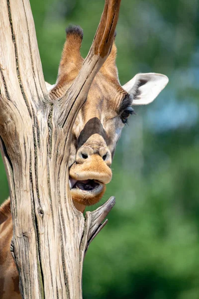 Giraffe Animal Safari Park Close — Stock Photo, Image