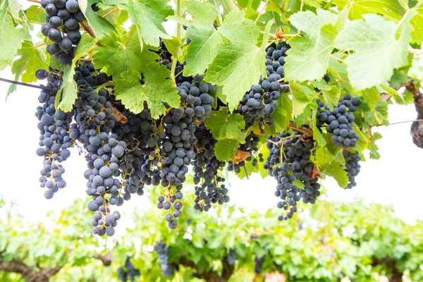French Red Rose Wine Grapes Plant First New Harvest Ripe — Stock Photo, Image