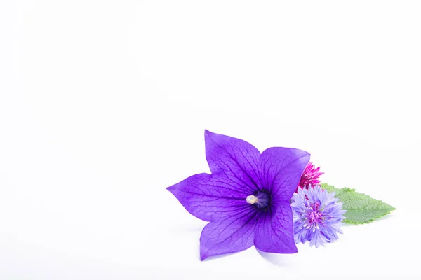 Purple Bell Flower Purple Cornflowers Close Isolated White Background Copy — Stock Photo, Image